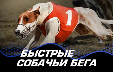 Игровой автомат Instant Greyhounds в казино ПокерДом на официальном сайте. Запускайте прибыльный слот от надежного провайдера и погрузитесь в увлекательную игру. Только лицензионные игры, реальные выигрыши и быстрые выплаты на PokerDom Casino.